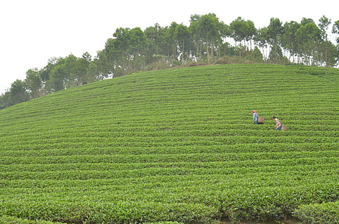 红茶的品种和功效