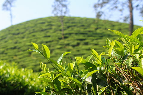红茶和绿茶功效与作用