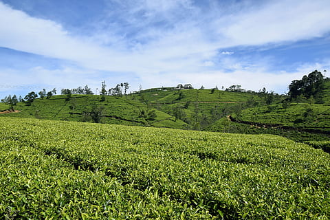 茶树良种的作用