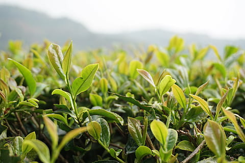 2015年福建茶叶品牌排行榜2015