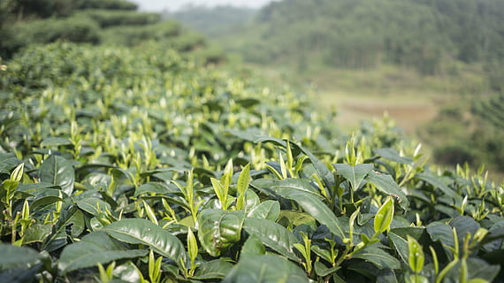 安徽比较有名的茶叶品牌有哪些