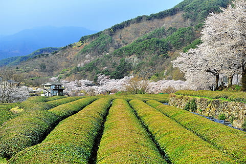 武陵红品牌红茶
