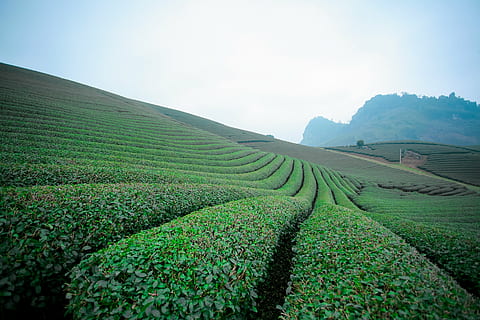 红茶绿茶加蜂蜜的功效与作用吗